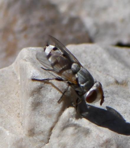 Craticulina sp.